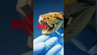 How do snakes breathe while eating?