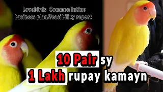 Common Lutino lovebirds business plan | 10 pairs lutino lovebirds feasibility report | Business plan