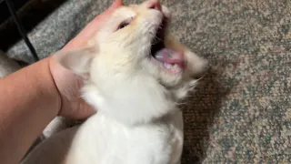 Dad Comforting His Cat During a Seizure.