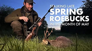 Late Spring Roebuck Stalking in May