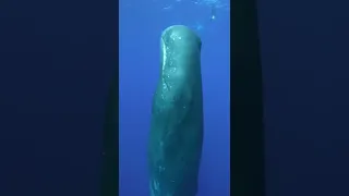 orginal sound and video of a calm whale#shorts #whales #bunyod_kalandar