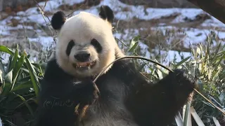 The most special panda - Meng Er