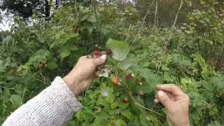 Немного о продуктах в деревне, их хранении и заготовках.