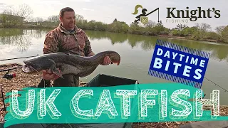 Daytime Catch: UK Catfish. Brand New Halibut Boilie Pellet #fishing