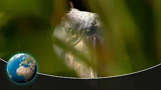 An old acquaintance on the hunt - Spectacular wildlife on the Congo River