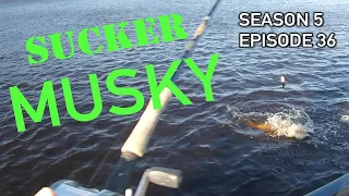 Muskies on Suckers - EASY HOW TO SETUP! S5.E36