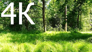 4К Релаксуючий вид на український ліс влітку