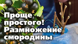 Черенкование смородины в марте. Саженцы получатся очень быстро