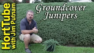 All About Groundcover Junipers - Erosion Control Planting On A Slope