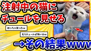 【2ch動物スレ】注射で暴れてるネッコの前にチュール出した結果 → 予想外の反応www