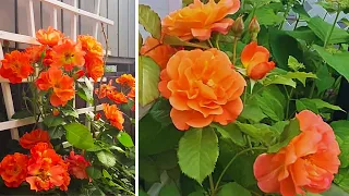 WESTERLAND ROSE #rose #garden #gardening #new #beautiful #homegarden #flowers