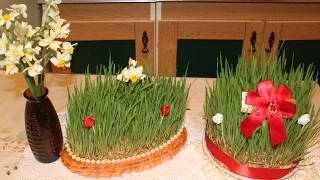 СЕМЕНИ. Как прорастить пшеницу. Праздник Весны - Новруз