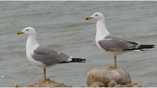 plumages mid march / Yellow-legged Gull - Larus michahellis - Geelpootmeeuw / Altea - Spain