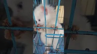 Kitten sold in small cage - I stand against animal cruelty - قطة تتعامل بلا انسانية
