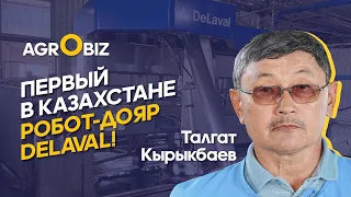 Умная молочная ферма в Казахстане: роботы-дояры, программы по управлению стадом, контроль кормления