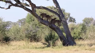 5 Cheetahs in a tree in Hwange National Park