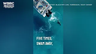 A bull shark attacks a boat off the coast of Florida.