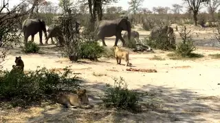 Midday action at a Waterhole  the Savuti , Botswana