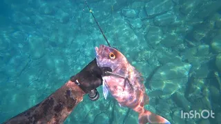 🔱Spearfishing με το πρώτο μου Φαγκρακι σε πολύ μικρό βάθος...🤿🔱