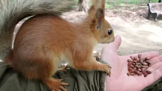 Две белки нашли меня / Two squirrels found me