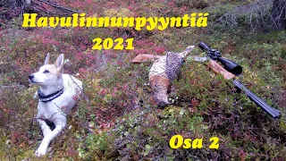 Havulinnunpyyntiä 2021, Osa  2.