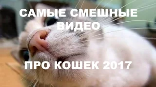 САМЫЕ СМЕШНЫЕ ВИДЕО ПРО КОШЕК 2017 АЖ ДО СЛЁЗ