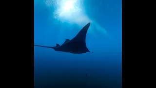 TheBlu - Whale Encounter