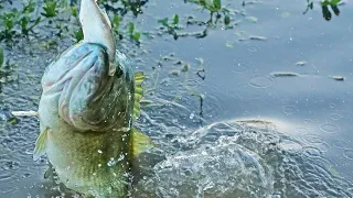 Monster Bass Fly Out of the Water!