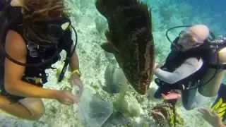 Grouper Eats Lionfish