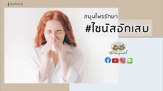 สมุนไพรรักษาไซนัส l อภัยภูเบศร (2020)