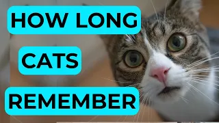 How Long Can a Cat Remember a Person?