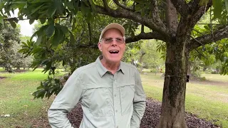 So You Want To Grow a Mamey Tree