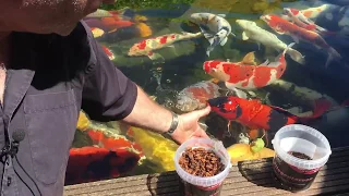 Koi handzahm füttern mit Seidenraupen & Shrimps