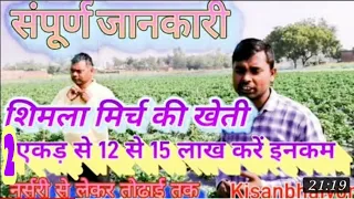 Shimla Mirch Ki Kheti || Capsicum farming || शिमला मिर्च की खेती कैसे करें || शिमला मिर्च की खेती ||