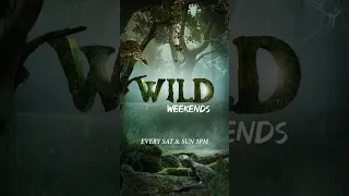Watch 'Wild Weekends' every Sat-Sun at 3 PM only on HistoryTV18. #WildWeekends #shorts #ytshorts