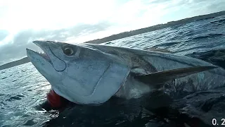 spearfishing Spanish mackerel  19kg/ פלמידה  בצלילה  חופשית