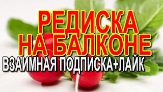 РЕДИСКА НА БАЛКОНЕ. ВЗАИМНАЯ ПОДПИСКА+ЛАЙК.