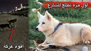 الجزء الثاني تكملة بيت الكلاب - سبحتهن - روك طلع بنص اليل وصارت اقوى عركه!!😨🔥