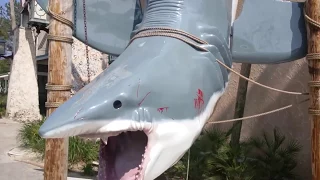 Huge Great White Shark in Destin Florida HD