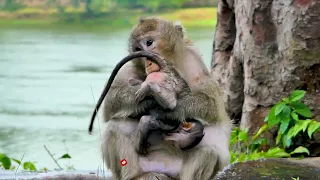 Omg.! Old Queen Mum Starting W_eaning Milk Her Baby