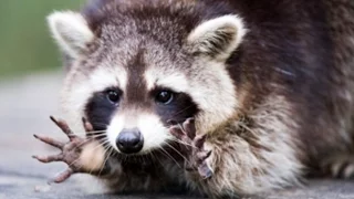 National Geographic Animals - How Smart Are Raccoons. Oct 2016