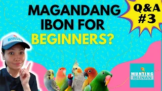 ANO ANG MAGANDANG IBON FOR BEGINNERS? QUICK Q&A #3