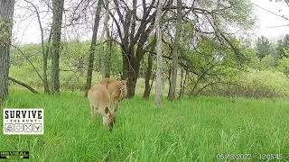 Whitetail doe gives birth on camera, Fawn takes first steps!!