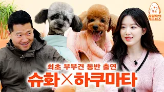 Hyung-wook's 1st partnership proposal for (G)I-dle Shuhua [Kang Hyung Wook's Dog Guest Show] EP. 25