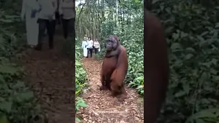 Most Intelligent Animal In The World | Orangutan