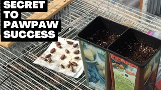 WHAT THEY DON’T TELL YOU ABOUT COLD STRATIFYING PAWPAWS