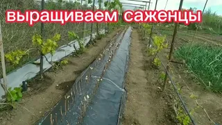 как вырастить саженцы винограда