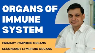 Organs of immune system | Primary and secondary lymphoid organs