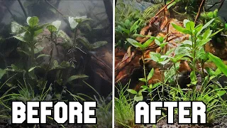 How to Use Hydrogen Peroxide to Treat Algae in Your Aquarium