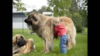 Top 11 Tallest Dogs